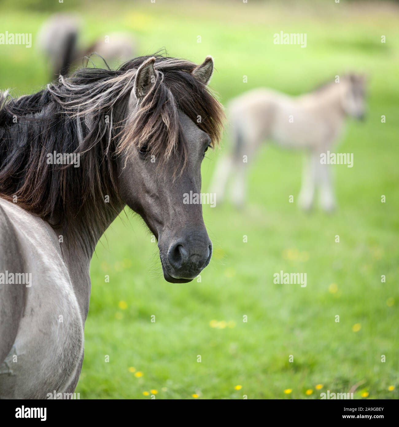 Konik Wildpferde. Frei Konik Pferde in Ihrer offenen Umgebung von Oostvaardersplassen, Holland. Stockfoto