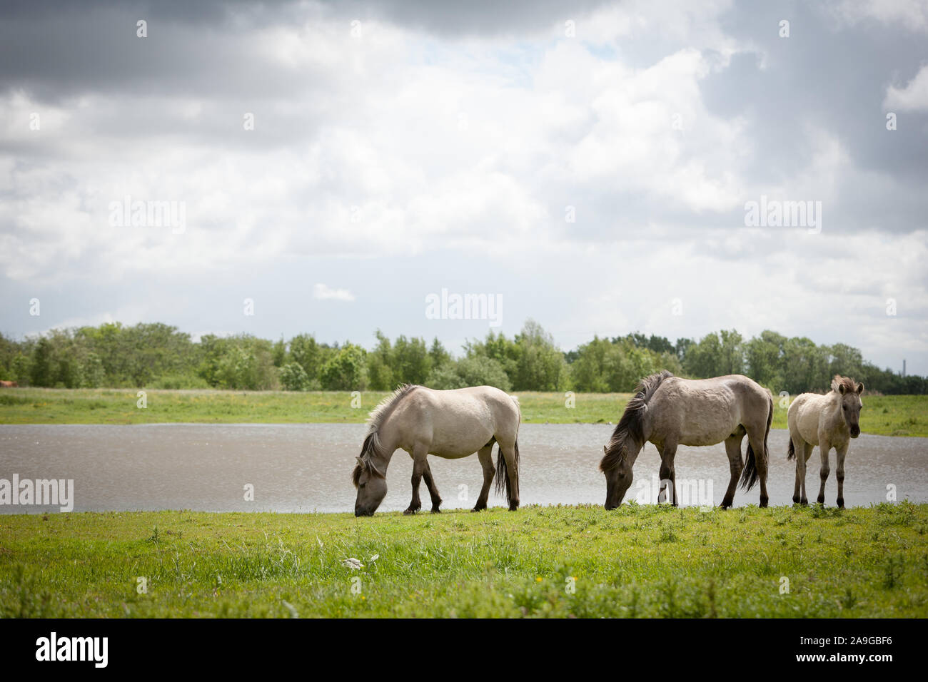 Konik wilden Ponys. Frei Konik Pferde in Ihrer offenen Umgebung von Oostvaardersplassen, Holland. Stockfoto