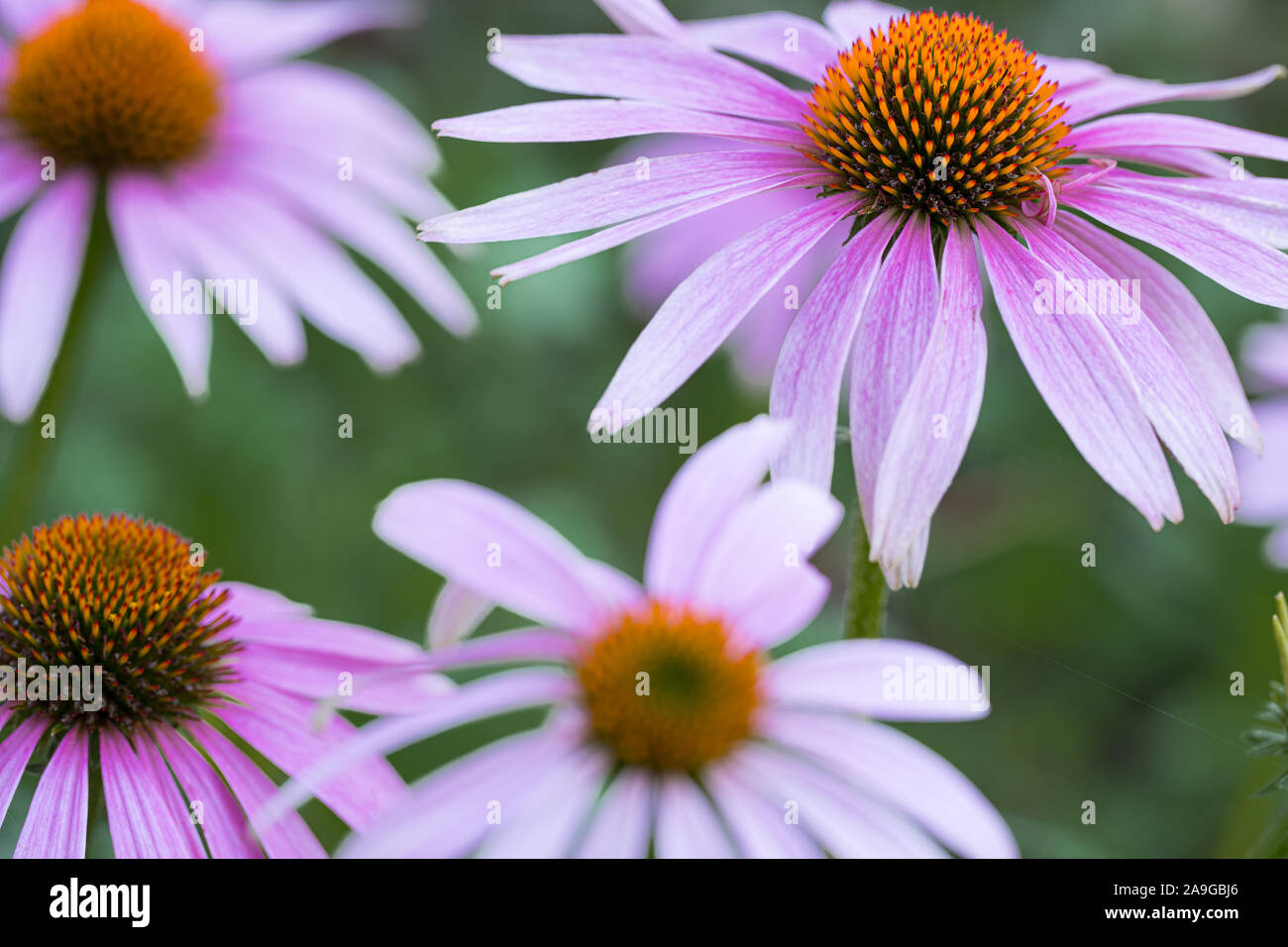 Blick von oben auf die outdoor Coneflower (Echinacea purpurea) mit vielen Blüten dicht zusammen Stockfoto