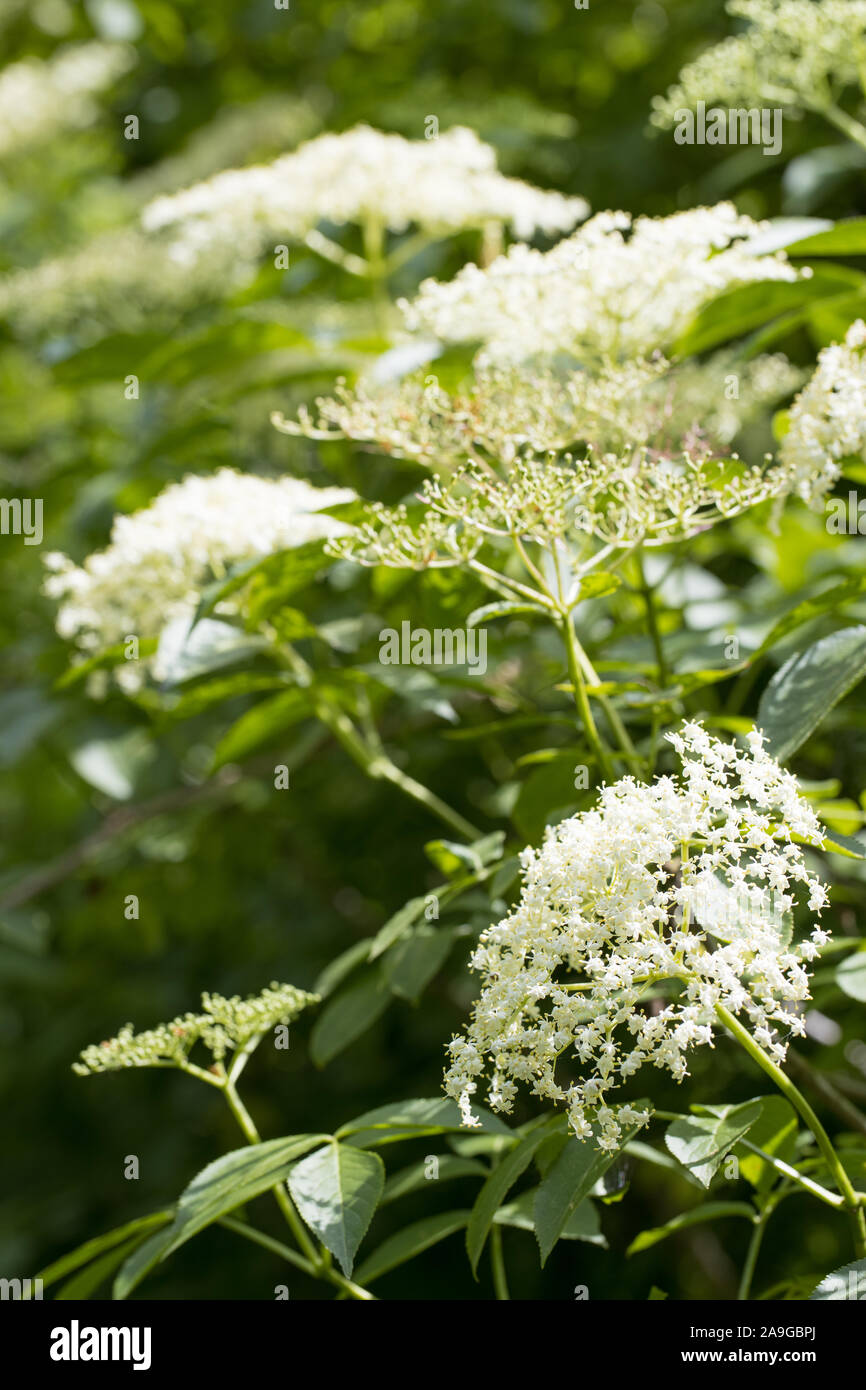 Blühende Elder black Bush (Sambucus nigra) im Freien bereit, Blüten für einen Tee zu sammeln Stockfoto