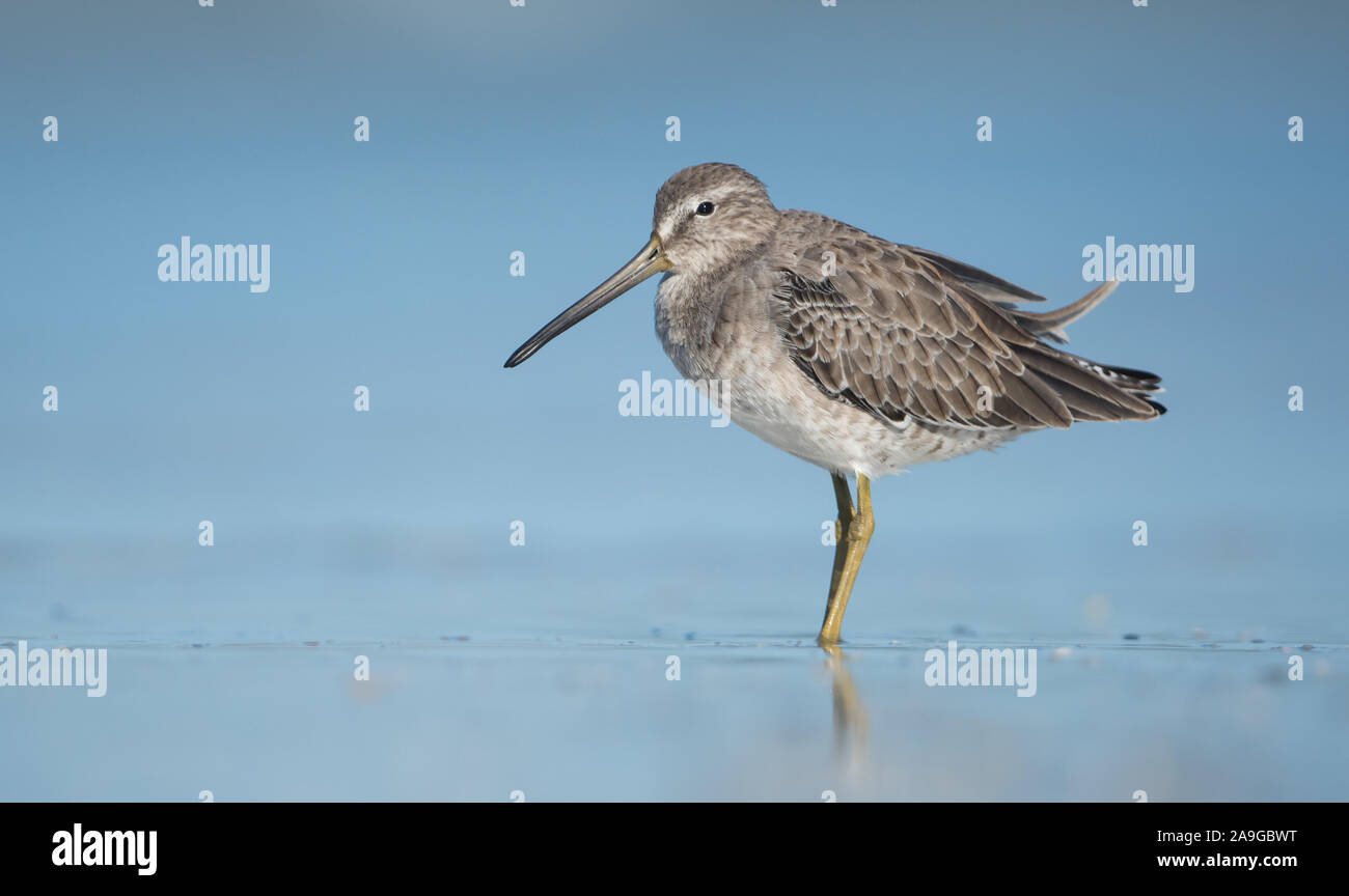 Eine Kurze-billed Dowitcher (Limnodromus griseus) an einem Sandstrand in Florida, USA. Stockfoto