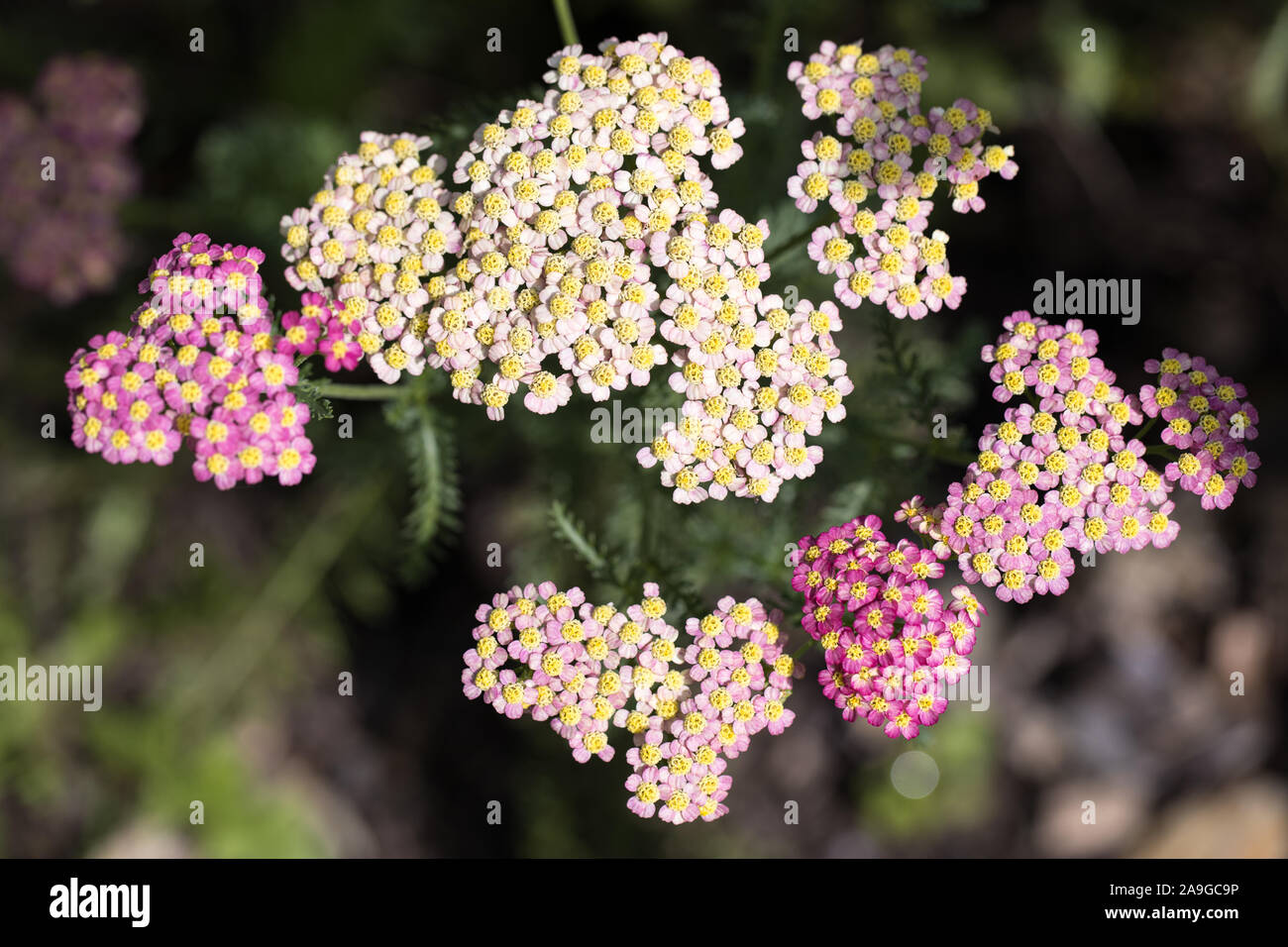 Blick von oben auf die Schafgarbe (Achillea) blühen in Lesen, rosa und