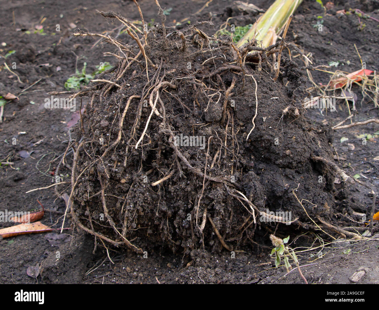 Banana Tree Wurzeln, das Einpflanzen einer Bananenstaude Konzept  Stockfotografie - Alamy