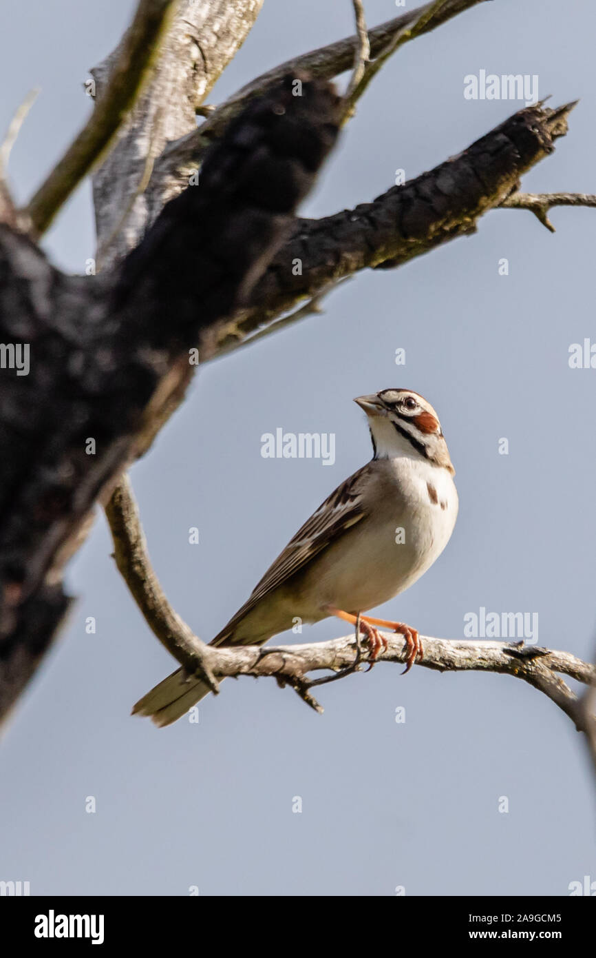 Lerche sparrow in Balcones Canyonlands Stockfoto