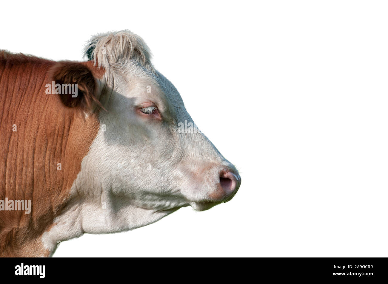Kuh Gesicht Profil isloated auf Weiß Stockfoto