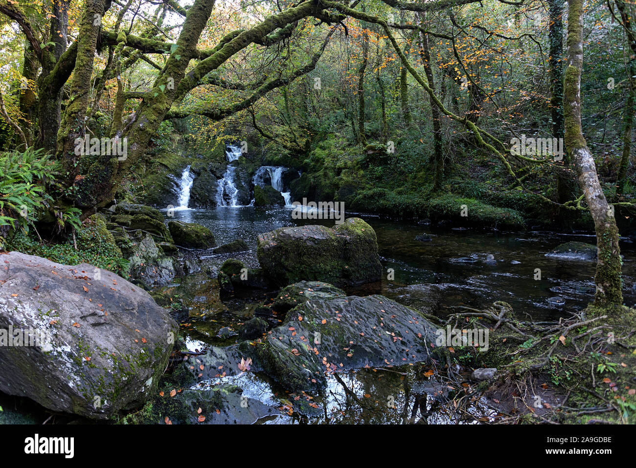 Wasserfall fließt über Felsen auf einer Moody morgen am Glenarriff Holz finden, Irland, Teil des Ring of Kerry Stockfoto