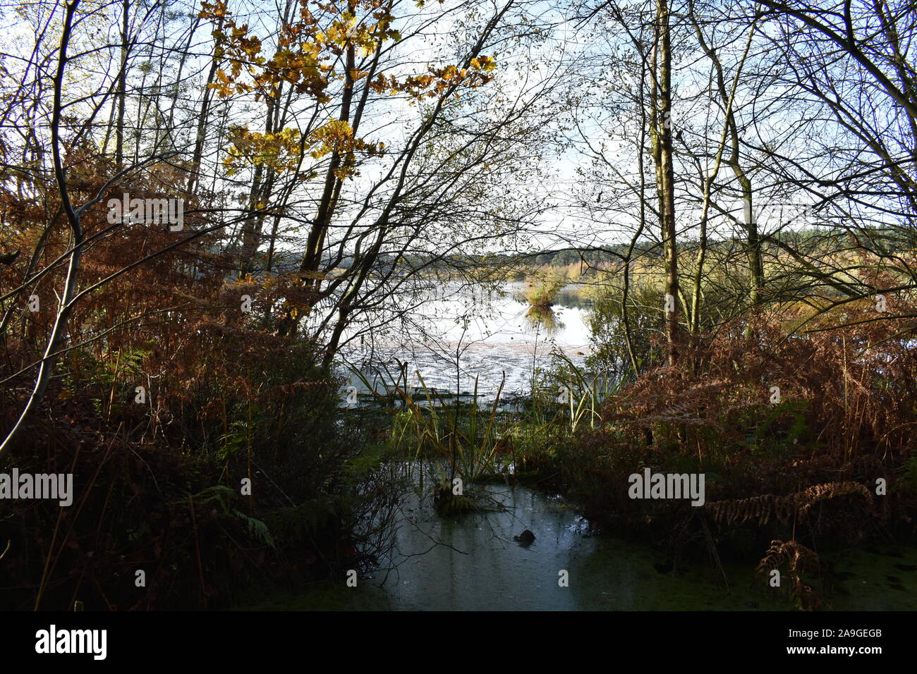 Blakemere Moos, Delamere, Großbritannien Stockfoto