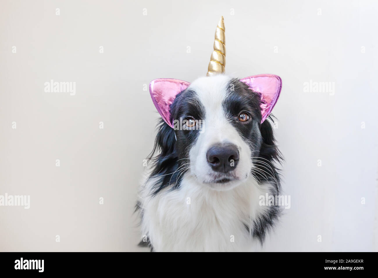 Lustige Kawaii portrait Welpe Hund Border Collie mit Unicorn Horn auf  weißem Hintergrund. Hund mit Mais, cute dogcorn. Meine happy Einhorn leben.  Pet Care und Animal Konzept Stockfotografie - Alamy
