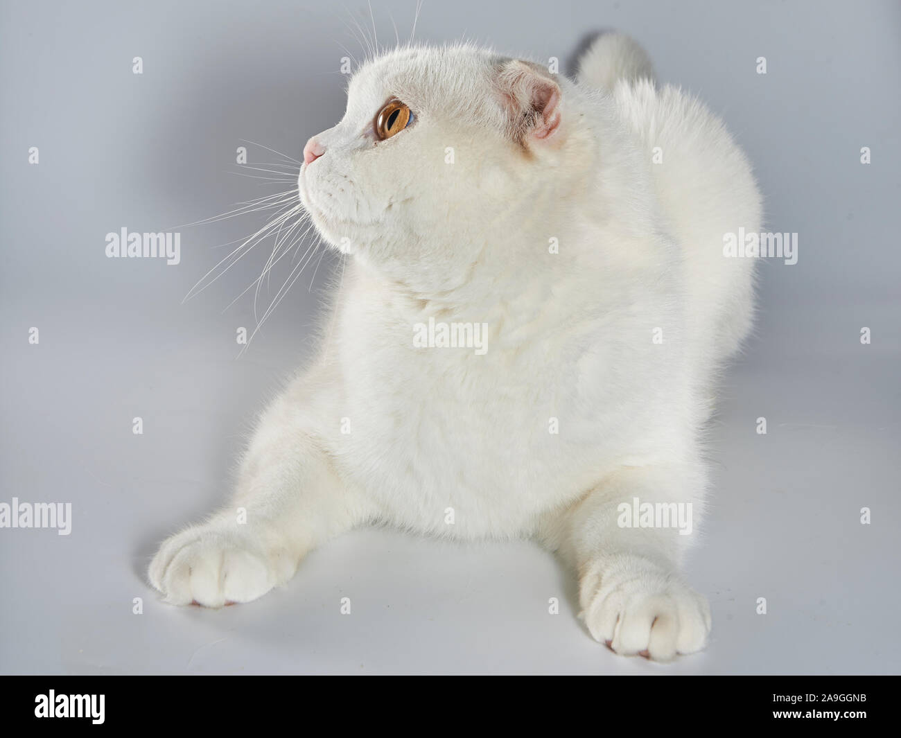 Cute White Britisch Kurzhaar Katze Gefalteten Ohres Cat