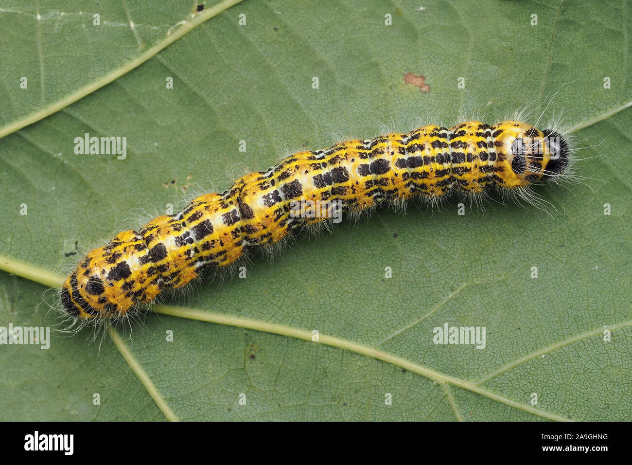 Dorsalansicht der Buff-tipp Motte Caterpillar (Phalera bucephala) in Ruhe auf Eichenlaub. Tipperary, Irland Stockfoto