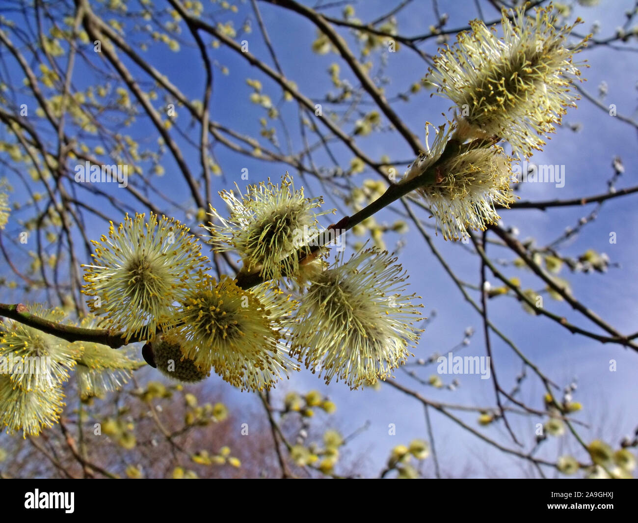 Blühende Triebe von Pussy Willow, im Frühling, kleinere Arten der Gattung Salix (Weiden und Sallows), pelzigen Palmkätzchen, Dalkeith, Schottland, Großbritannien Stockfoto