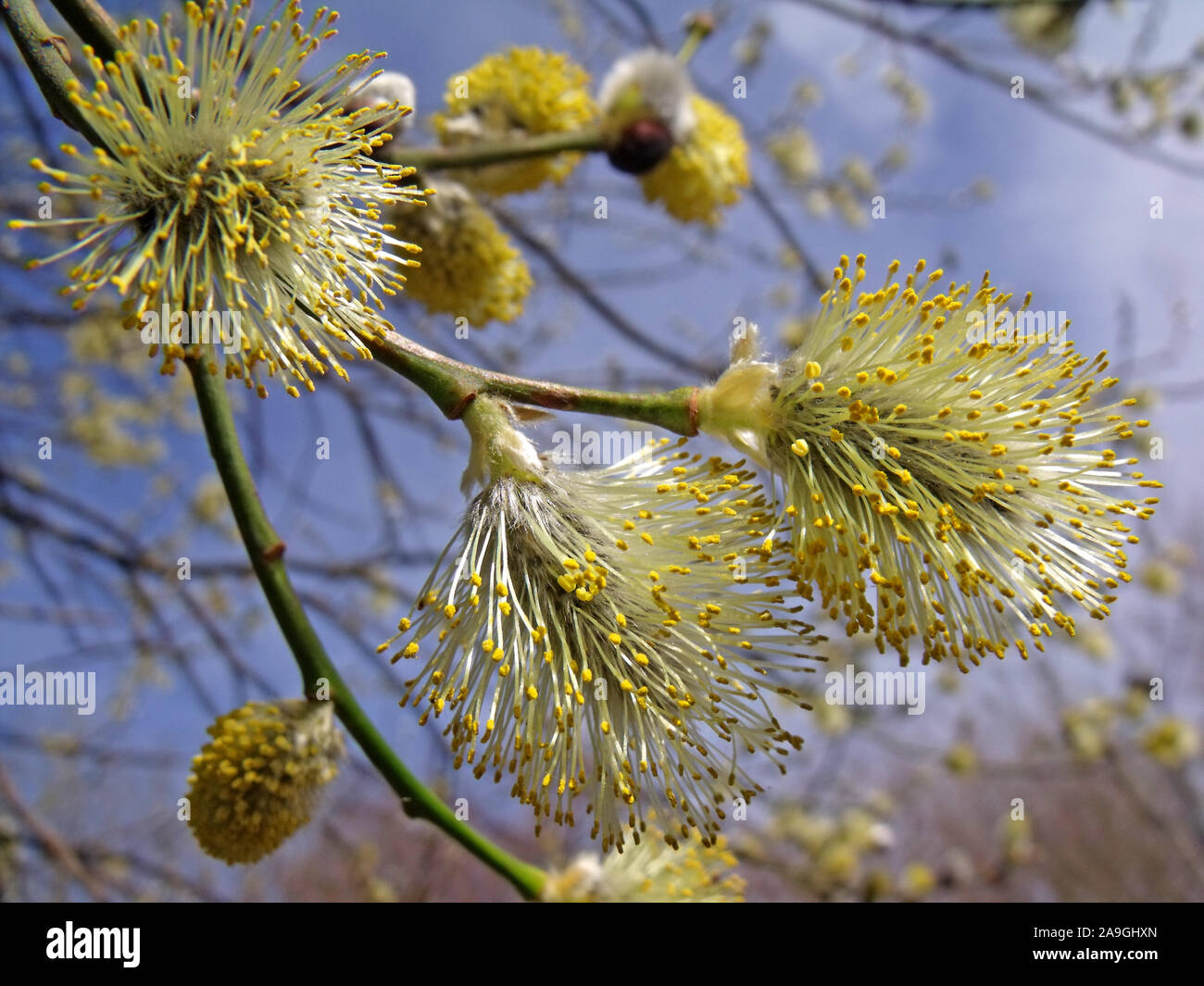 Blühende Triebe von Pussy Willow, im Frühling, kleinere Arten der Gattung Salix (Weiden und Sallows), pelzigen Palmkätzchen, Dalkeith, Schottland, Großbritannien Stockfoto