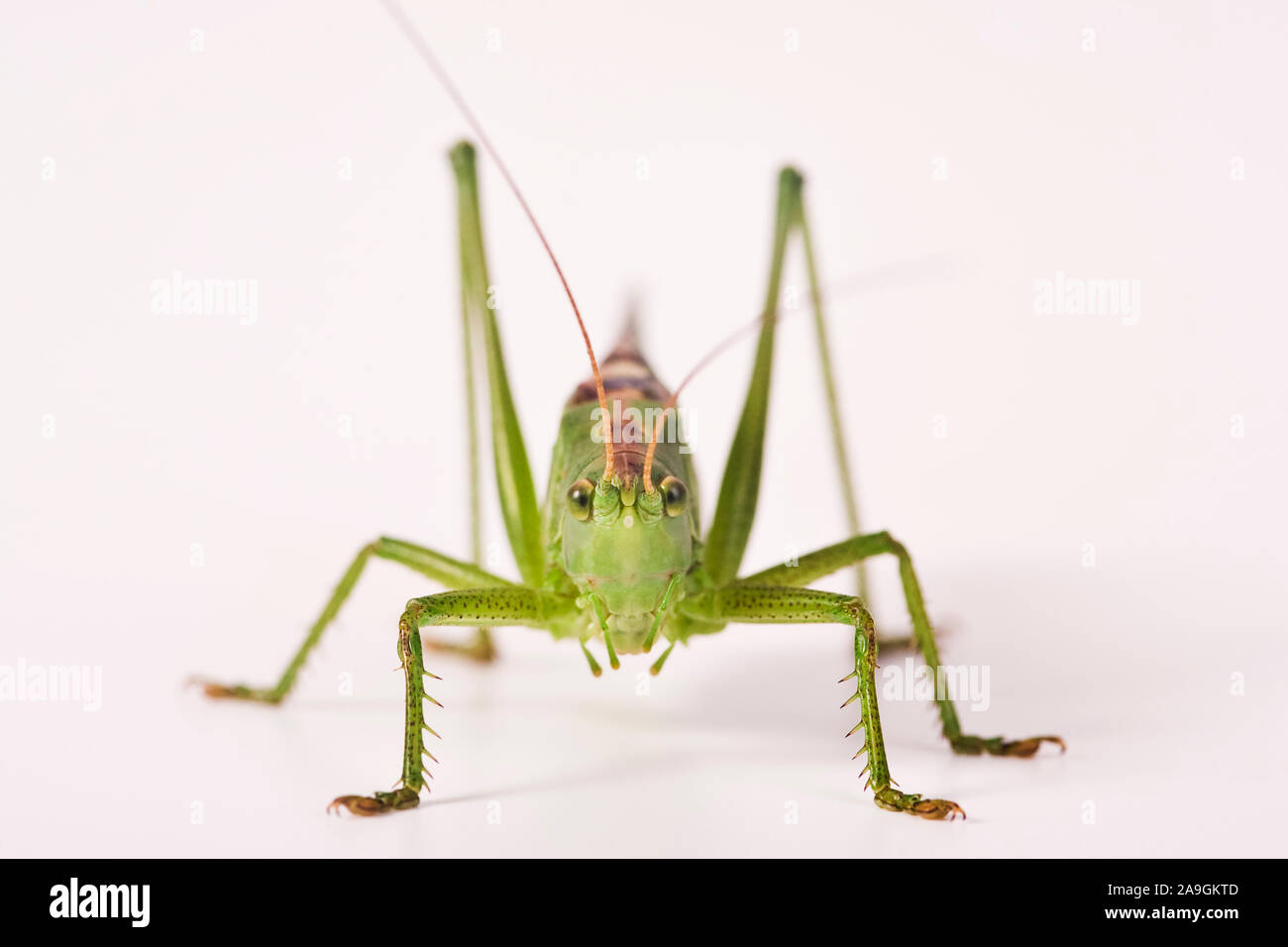 Grashüpfer, Chorthippus parallelus, Stockfoto