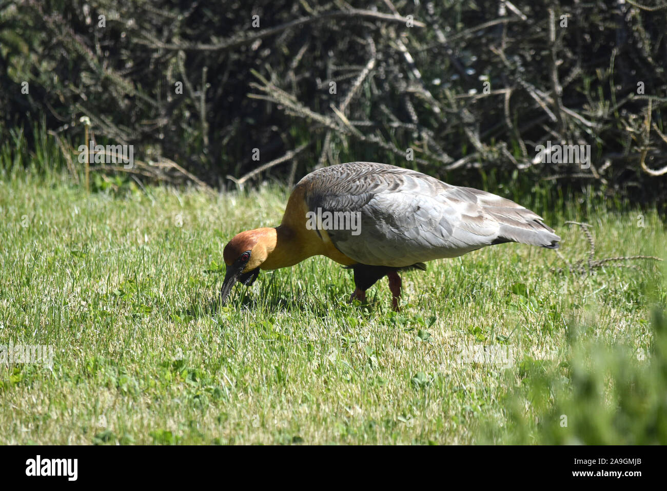 Bandurria Austral Stockfoto