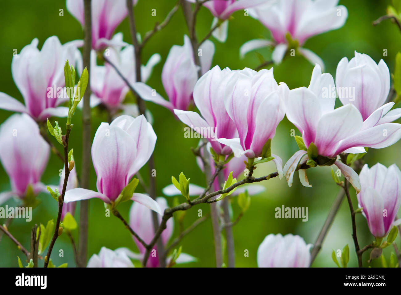 Magnolienblüten - magnolia Blüten Stockfoto