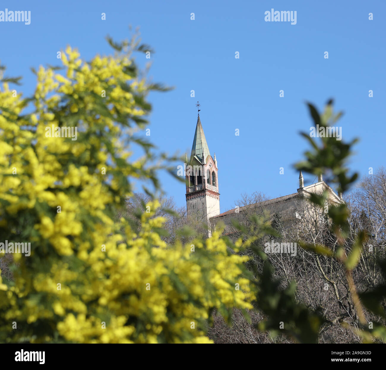 Mimosa in voller Blüte und die Kirche der Stadt von Altavilla Vicentina in der Provinz Vicenza in der Region Venetien im nördlichen Italien Stockfoto