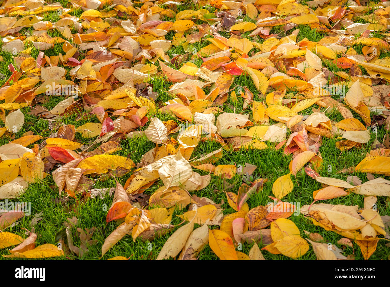 Herbst, November-Fallen Baum Blätter, Hyde Park, London, UK Stockfoto