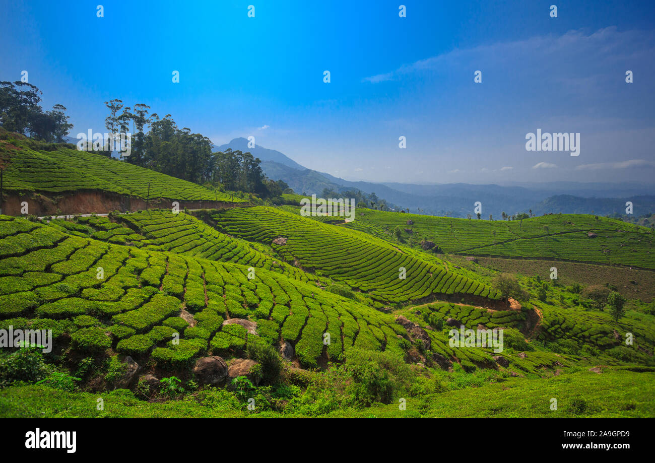 Wunderschönen Teegärten von Munnar, Kerala (Indien) Stockfoto