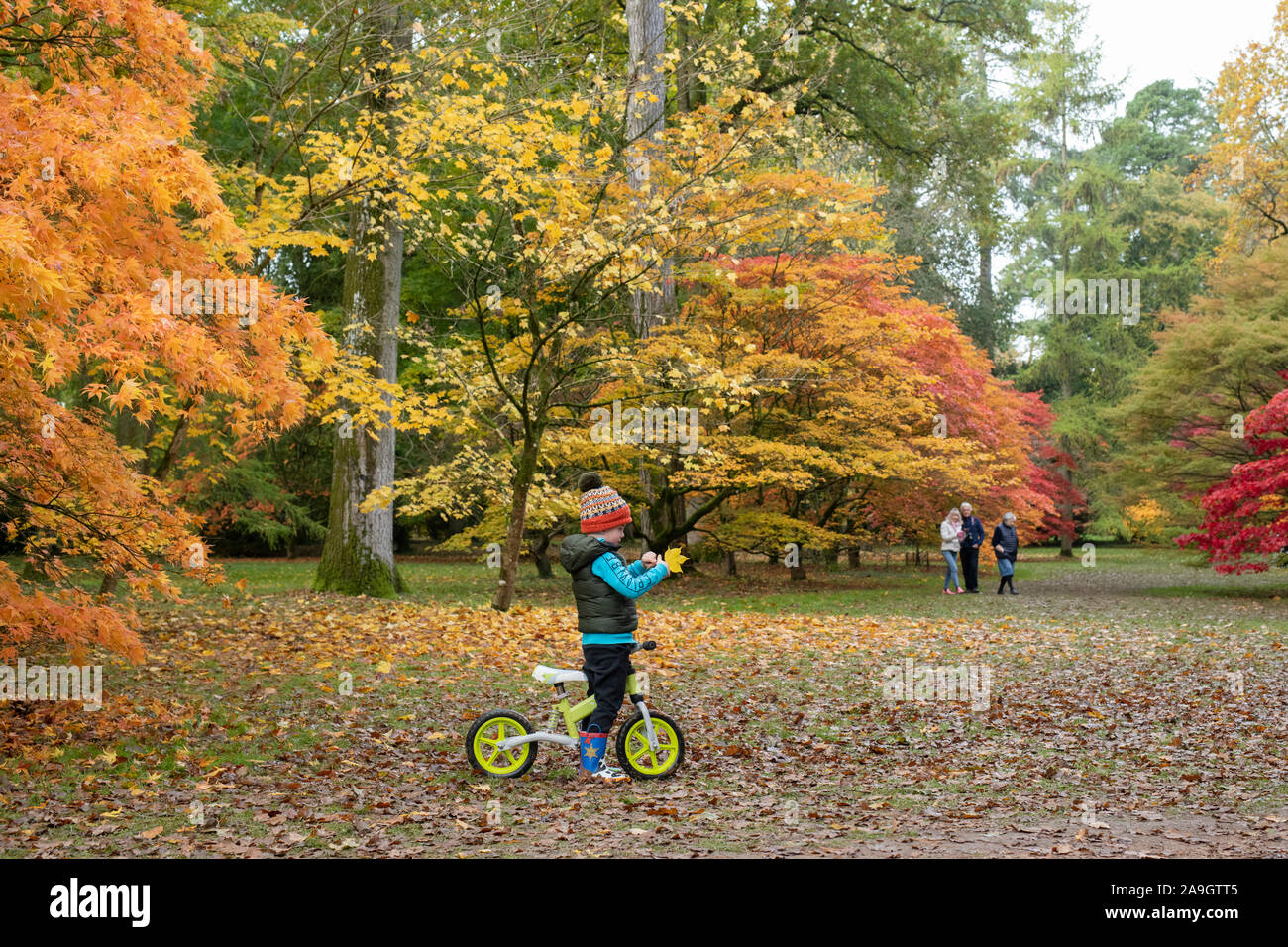 Junge Kind auf einem Fahrrad an Herbst acer Baum Blätter suchen. Japanischer Ahorn Bäume im Herbst in Westonbirt Arboretum, Cotswolds, Gloucestershire, England Stockfoto