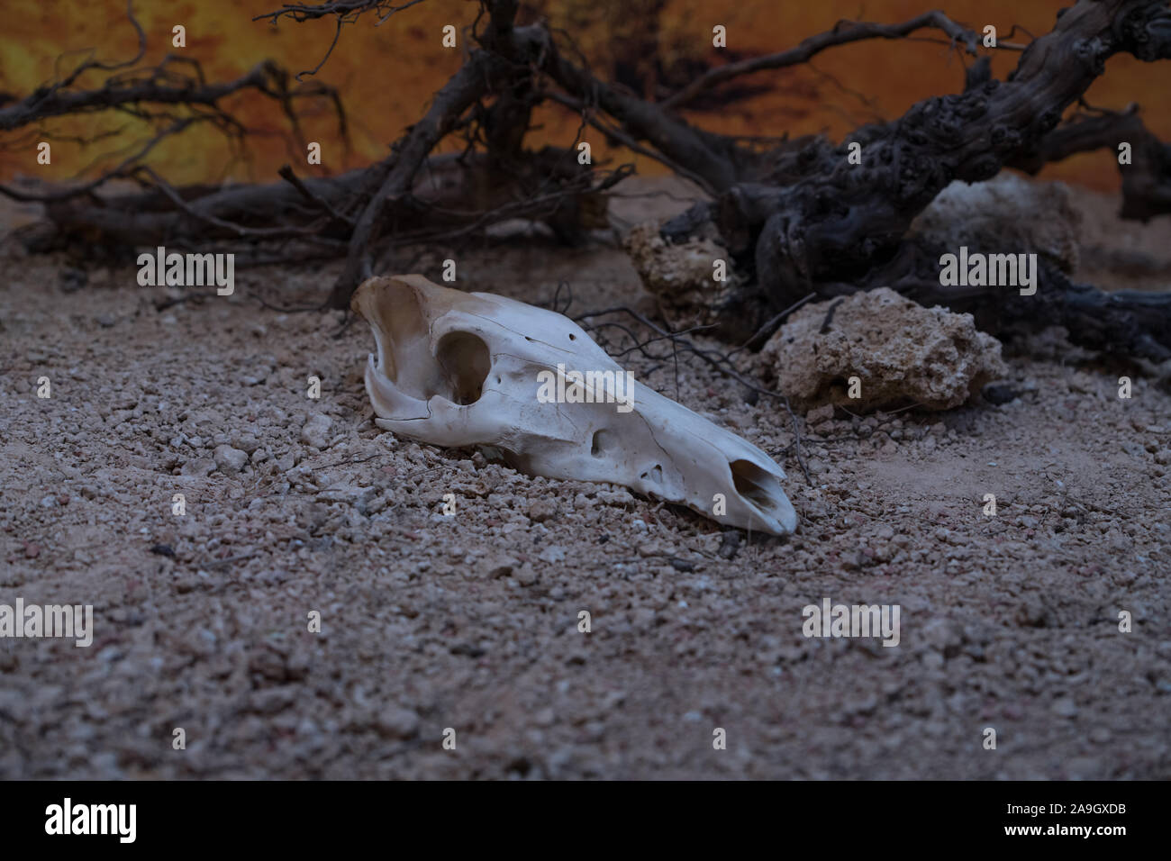 Geheimnisvolle Schädel der Toten und lange Zeit verrottete Tier, vielleicht eine Ziege, stehend auf einem sandigen Boden durch den Busch neben einem Felsen irgendwo in der MOUNTIN Stockfoto