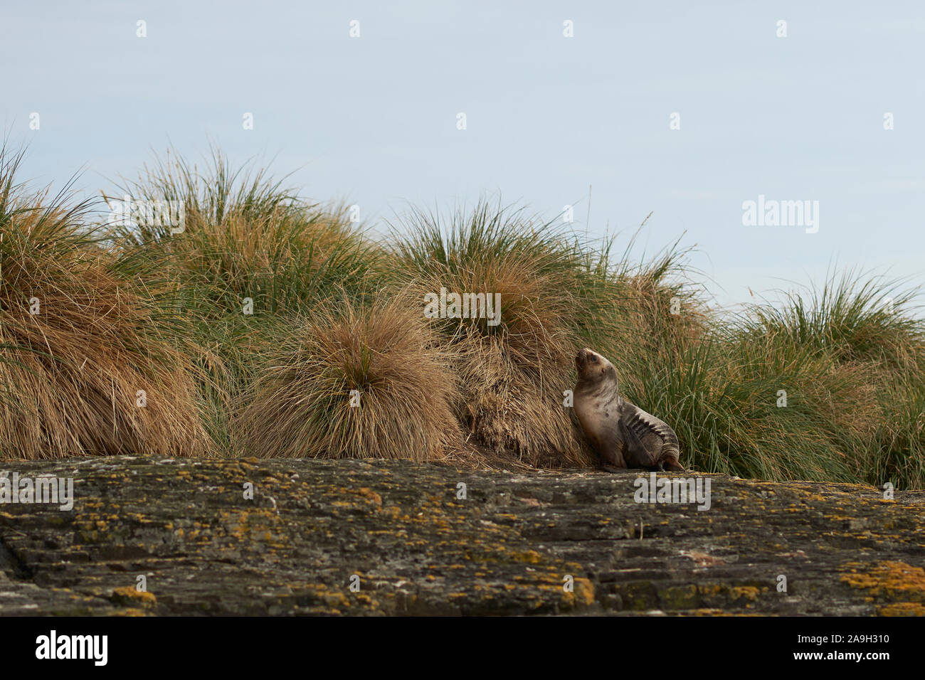 Junger Löwe aus der Südsee (Otaria flavescens) unter dem Strumpfgras an der Küste der Bleaker Island auf den Falklandinseln. Stockfoto