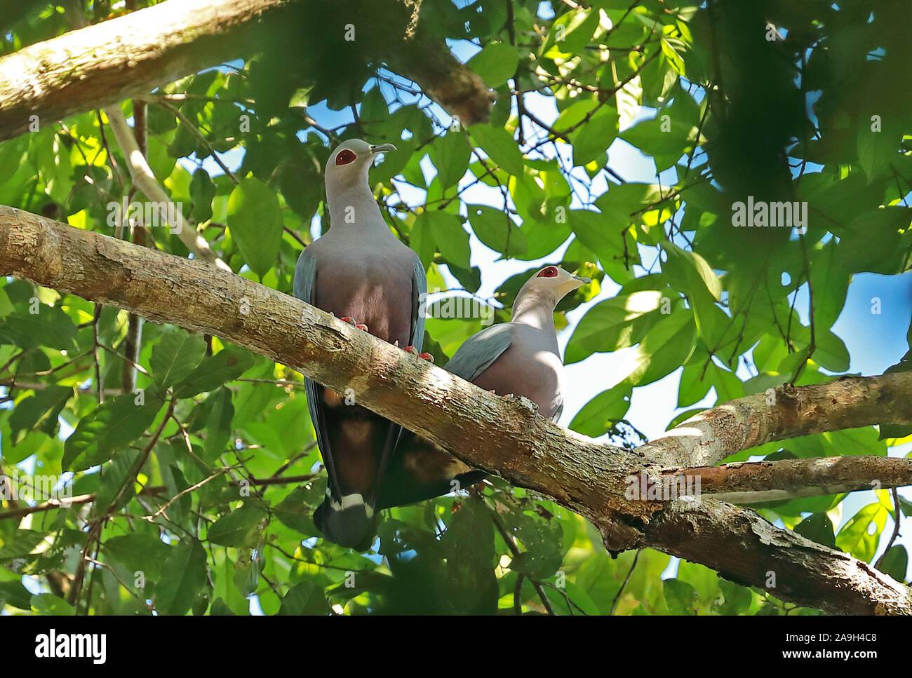 Das Pinon Imperial pigeon (Ducula pinon Pinon) Paar thront auf branch River, Papua-Neuguinea Juli fliegen Stockfoto