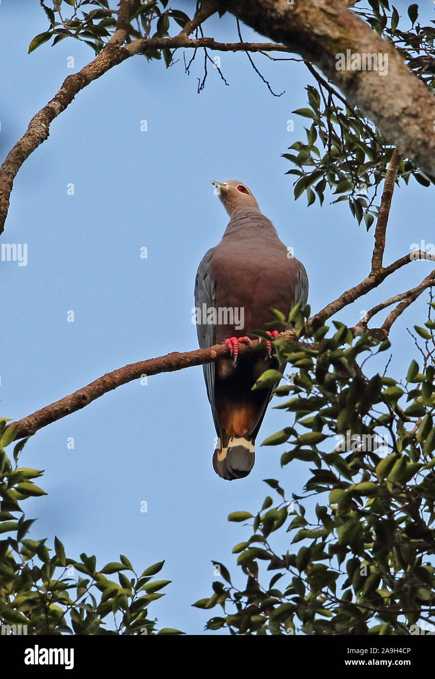 Das Pinon Imperial pigeon (Ducula pinon Pinon) Erwachsenen auf dem Zweig Kiunga, Papua-Neuguinea Juli gehockt Stockfoto