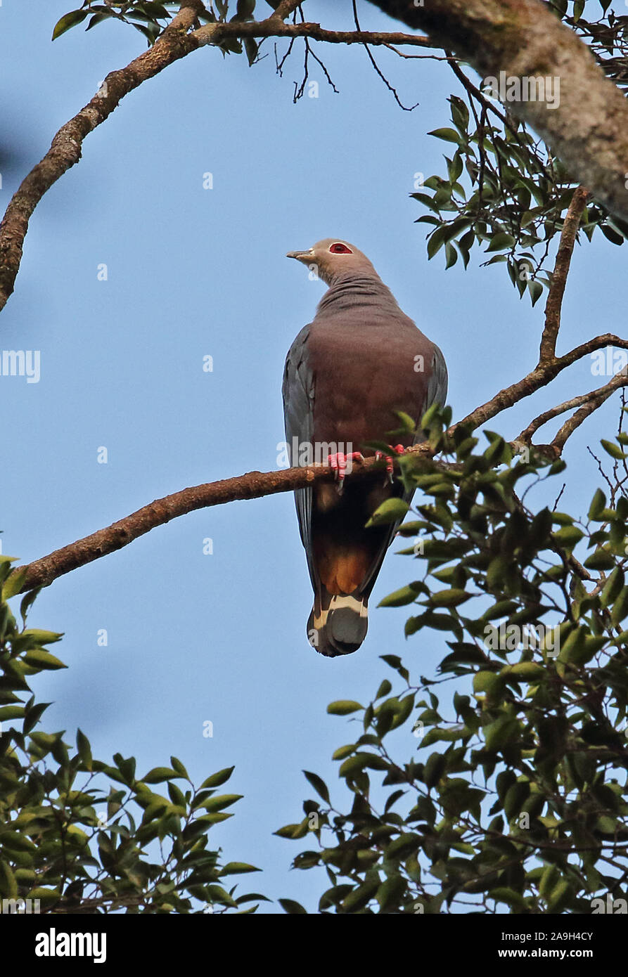 Das Pinon Imperial pigeon (Ducula pinon Pinon) Erwachsenen auf dem Zweig Kiunga, Papua-Neuguinea Juli gehockt Stockfoto