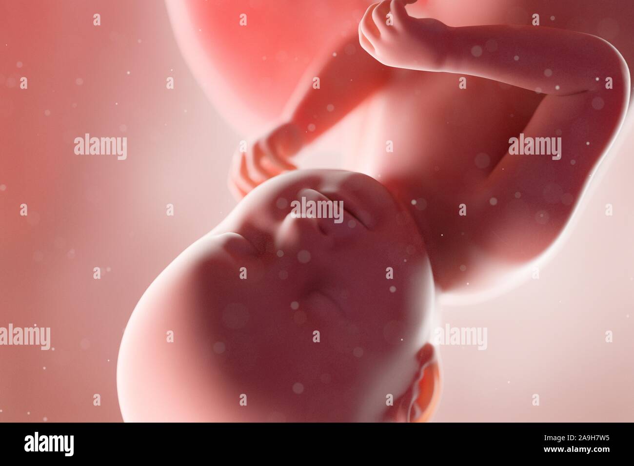 Fetus in Woche 38, Abbildung Stockfoto