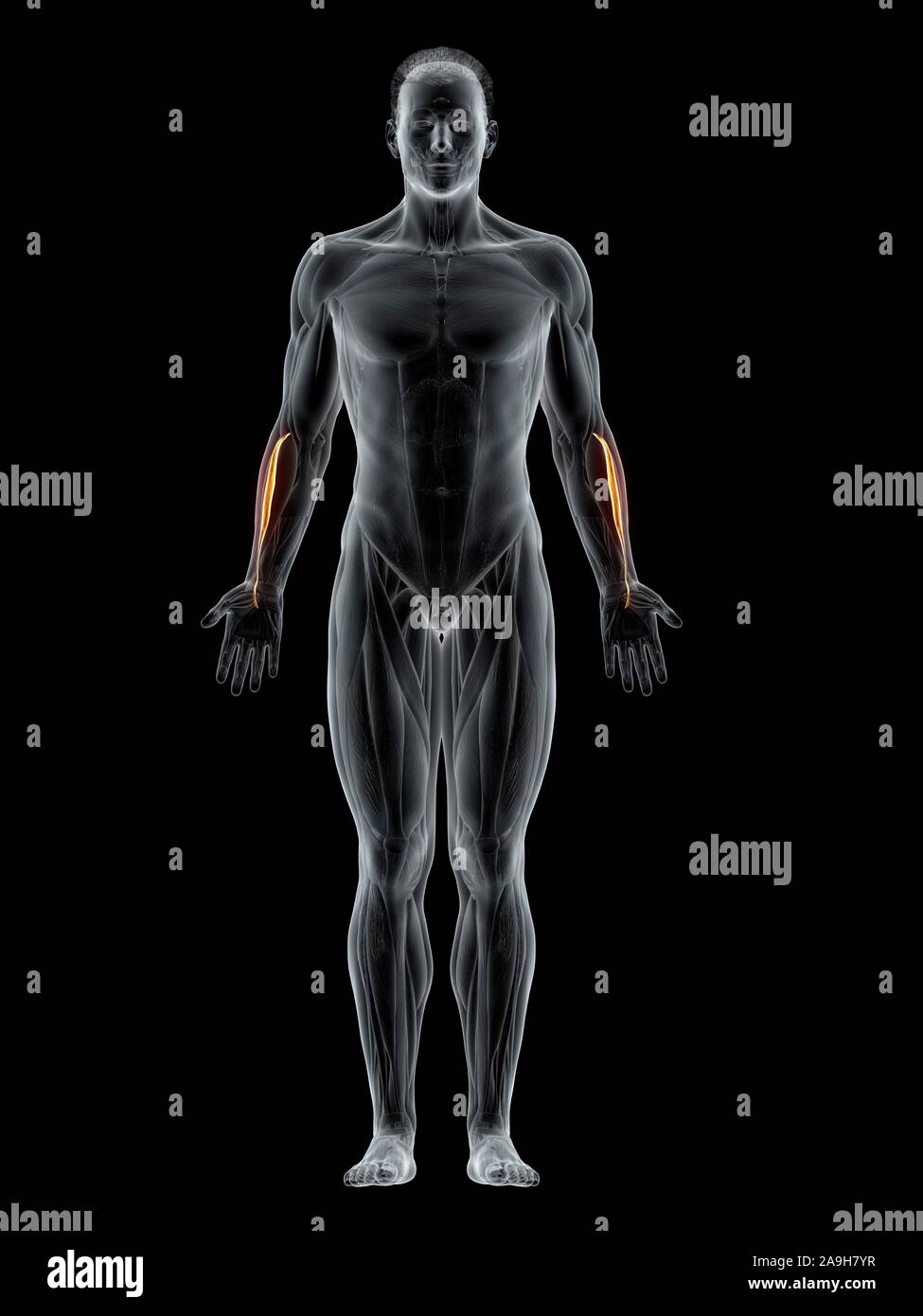 Extensor carpi radialis brevis Muskel, Abbildung Stockfoto