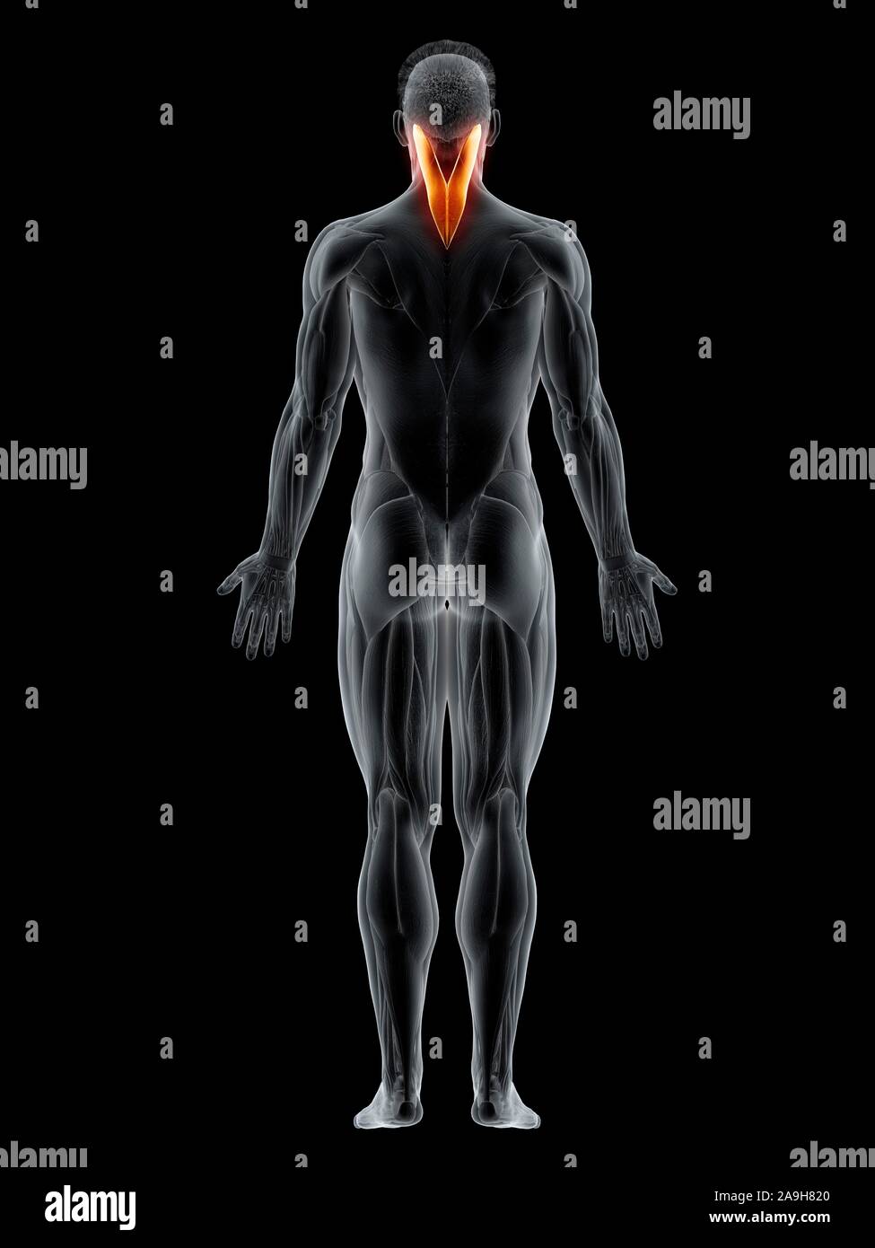 Splenius capitis Muscle, Abbildung Stockfoto