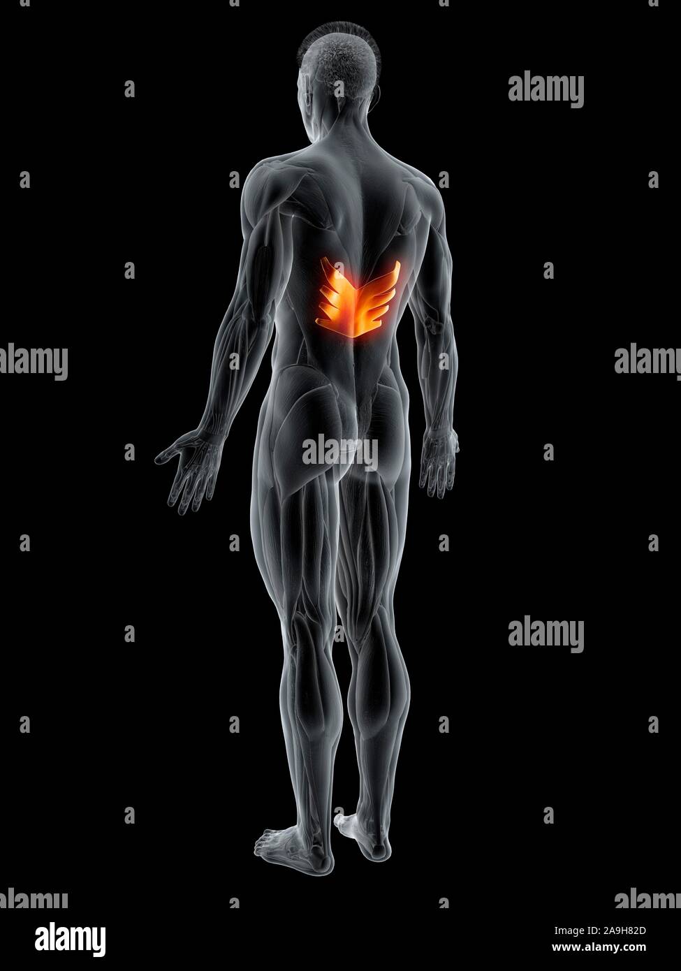 Serratus posterior inferior Muskel, Abbildung Stockfoto