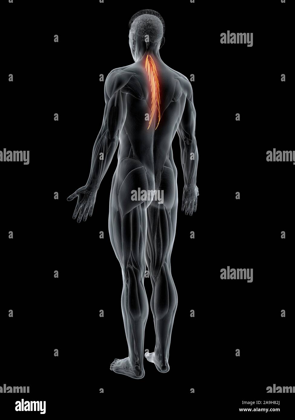 Semispinalis thoracis Muskel, Abbildung Stockfoto