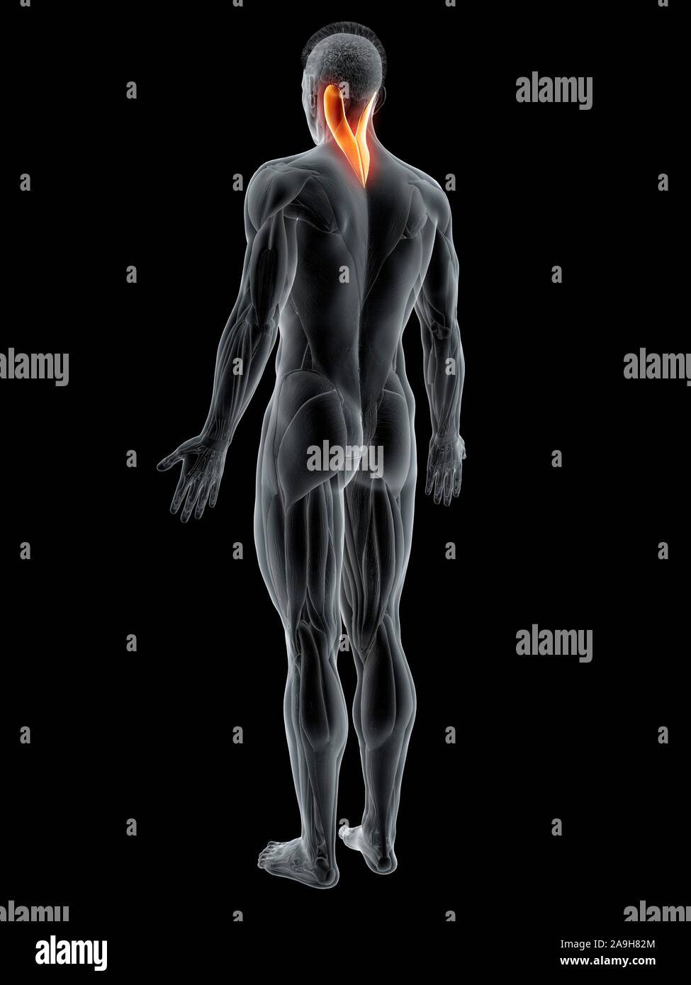 Splenius capitis Muscle, Abbildung Stockfoto