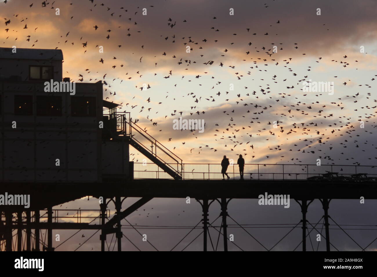 Stare über Aberystwyth Wales UK Wetter 15. Nov 2019: Tausende von Staren in Fliegen auf die eisernen Beine der alten viktorianischen Badeort Pier in Aberystwyth auf der West Wales Küste zu Roost. Kredit Mike Davies/Alamy leben Nachrichten. Stockfoto