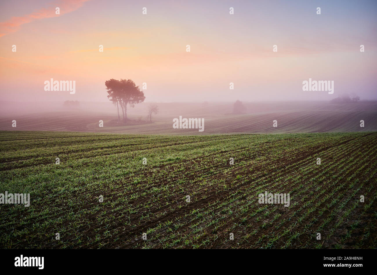 Schöne bunte Misty dawn auf ein Feld. Stockfoto