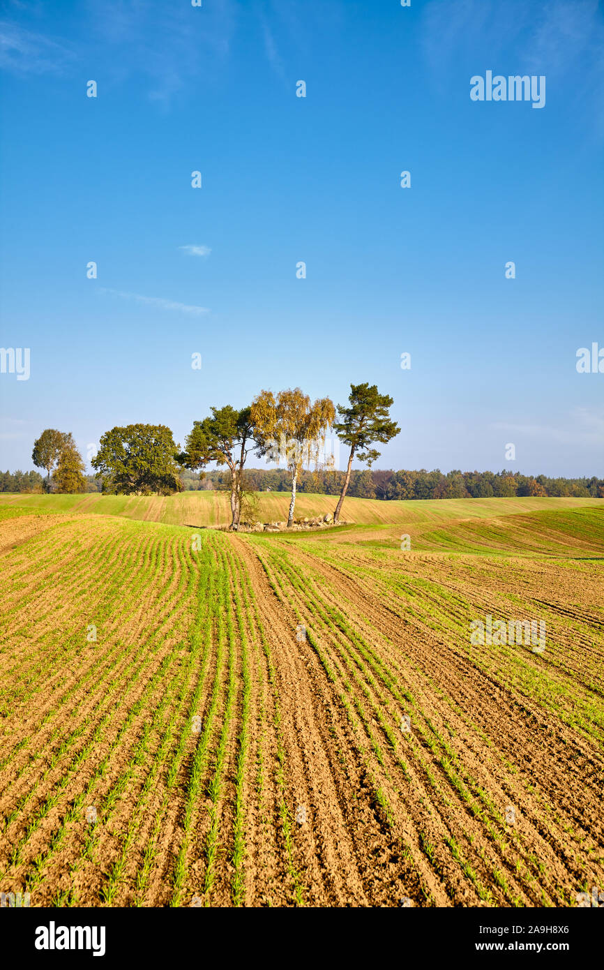 Herbstliche Landschaft mit Bäumen auf einem Feld. Stockfoto