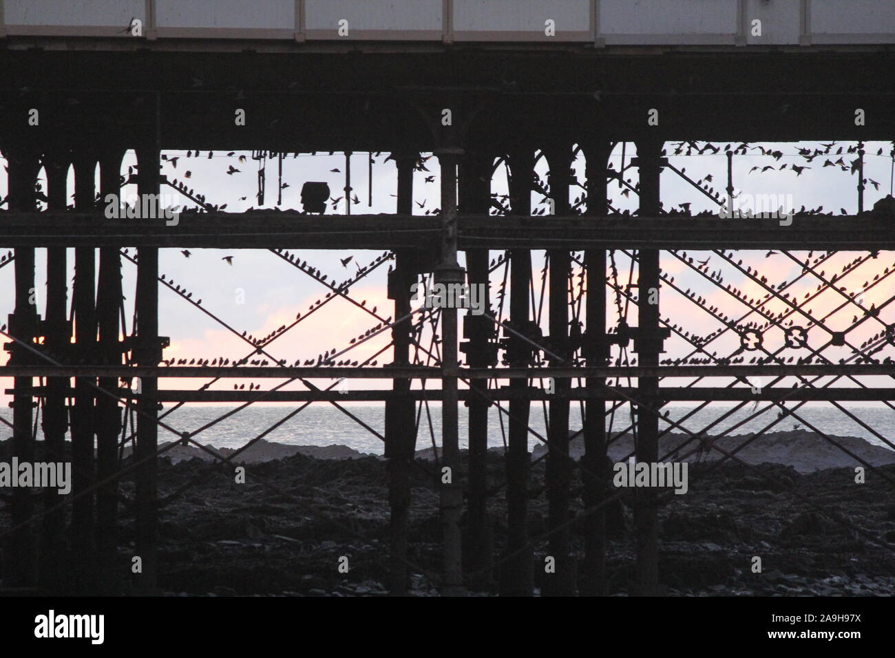 Stare über Aberystwyth Wales UK Wetter 15. Nov 2019: Tausende von Staren in Fliegen auf die eisernen Beine der alten viktorianischen Badeort Pier in Aberystwyth auf der West Wales Küste zu Roost. Kredit Mike Davies/Alamy leben Nachrichten. Stockfoto