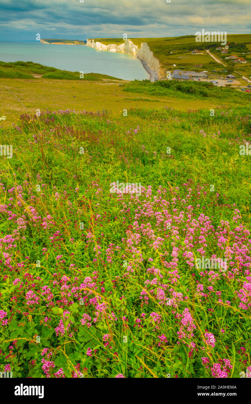Wildblumen an Beachy Head, South Downs National Park, England, Vereinigtes Königreich, Englischer Kanal Stockfoto