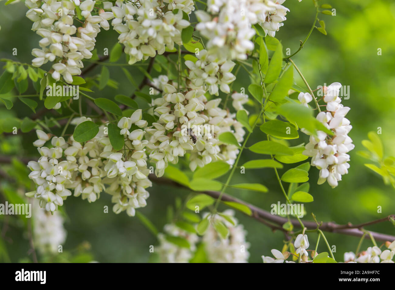 Honig Biene sammelt Nektar aus weißen Blumen Baum Acacia. Blühende Cluster von Acacia. Honig Frühling Anlage. Sammeln Nektar. Niederlassungen der Robinie, R Stockfoto