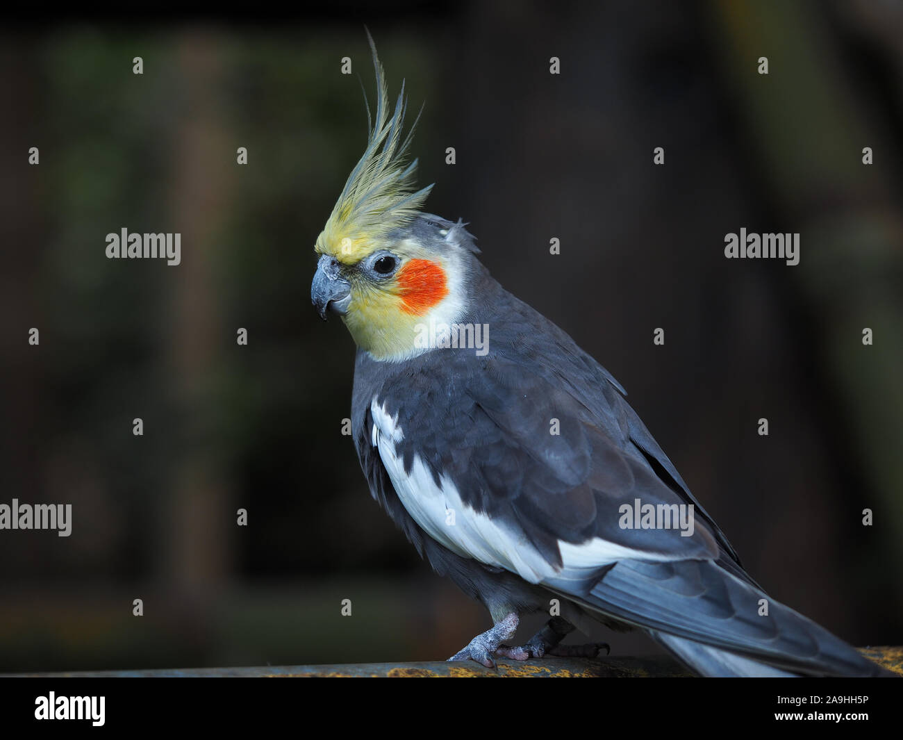 Nahaufnahme einer hübschen grauen Nymphensittich, Nymphicus hollandicus, mit einem gelben Crest und orange Patch Stockfoto