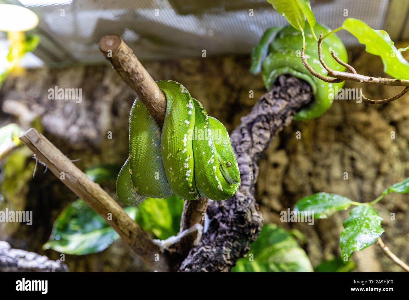 Green Tree Pythons eingeschleift auf Zweige Stockfoto