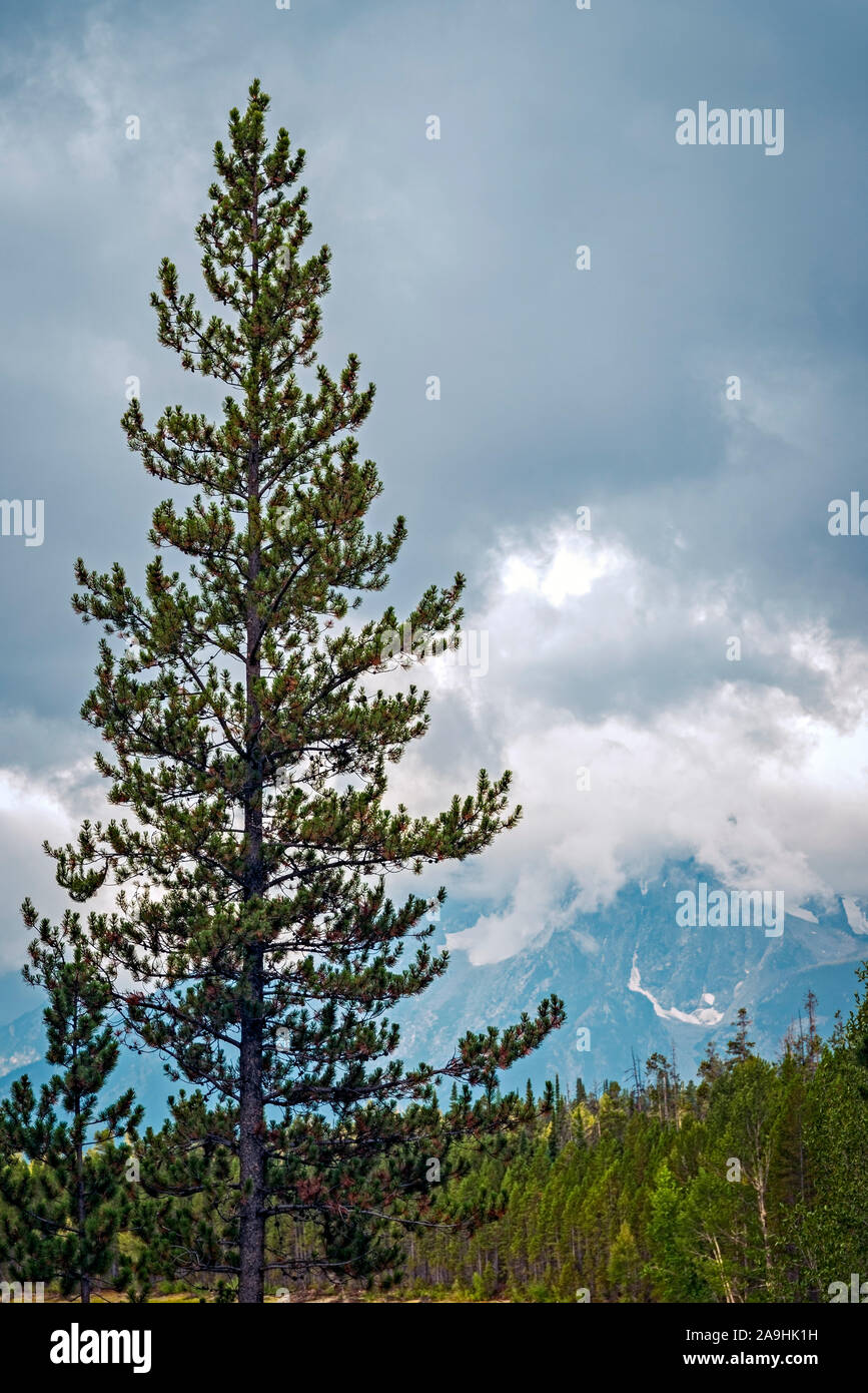 Hohe Kiefer gegen einen bewölkten Himmel. Stockfoto