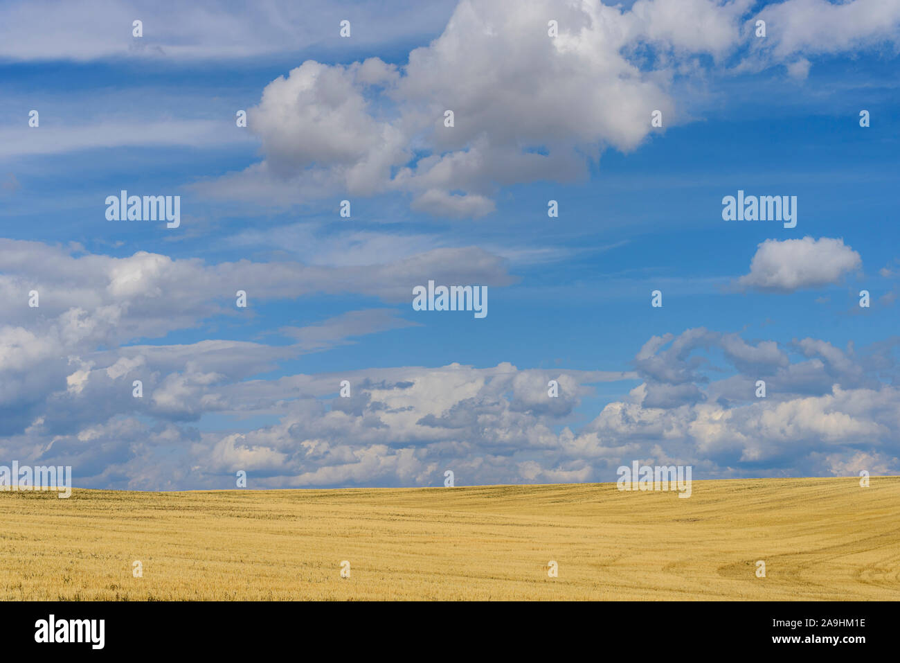 Blick über goldene Getreidefelder unter hellblauem Himmel mit weißen, flauschigen Wolken. Stockfoto