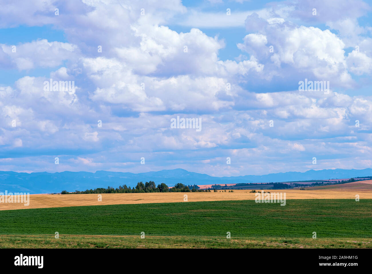 Blick über goldene und grüne Bauernfelder mit weit entfernten Bergen unter blauem Himmel mit weißen, flauschigen Wolken. Stockfoto