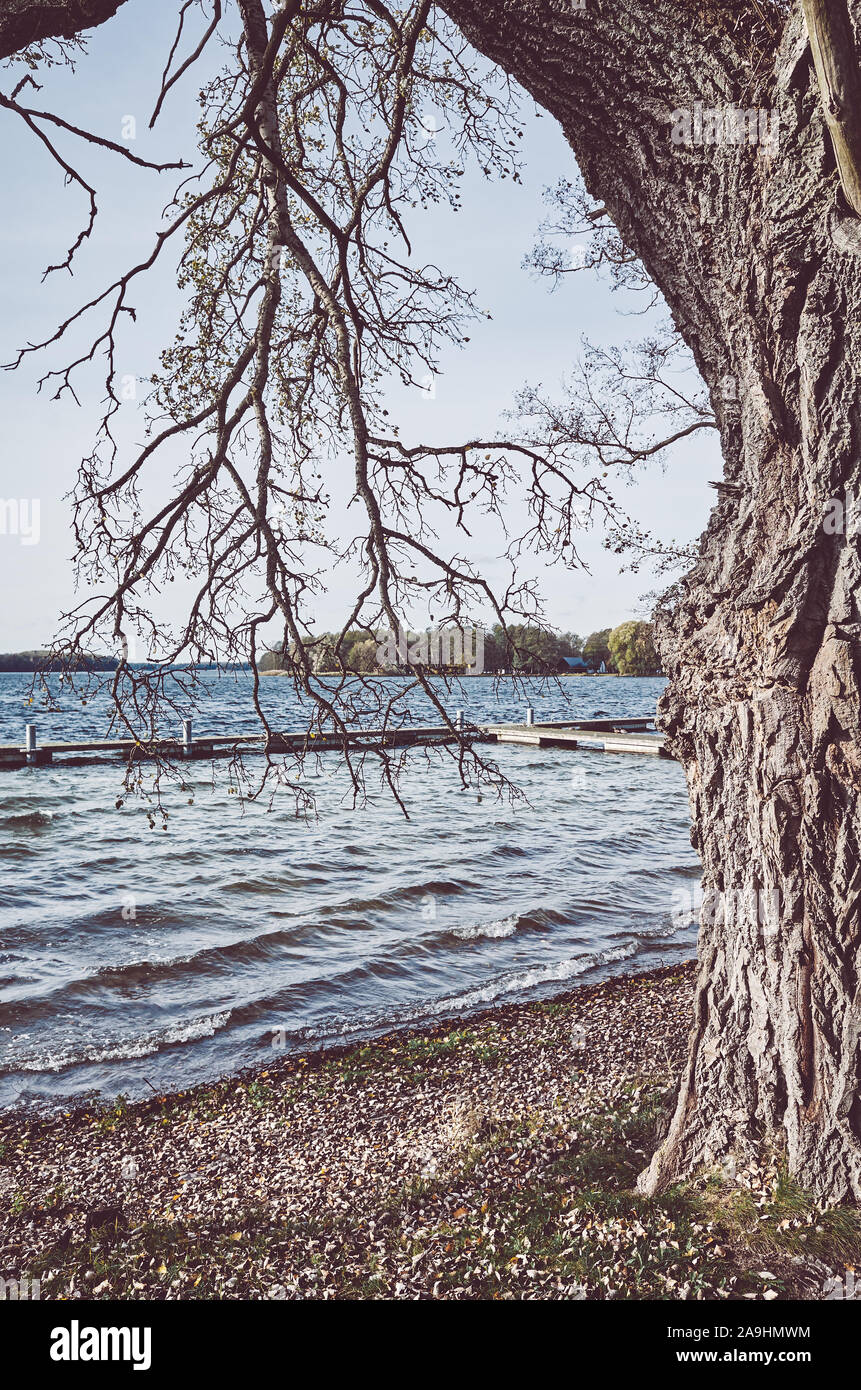 Alter Baum durch einen See, retro Farbe getonte Bild. Stockfoto