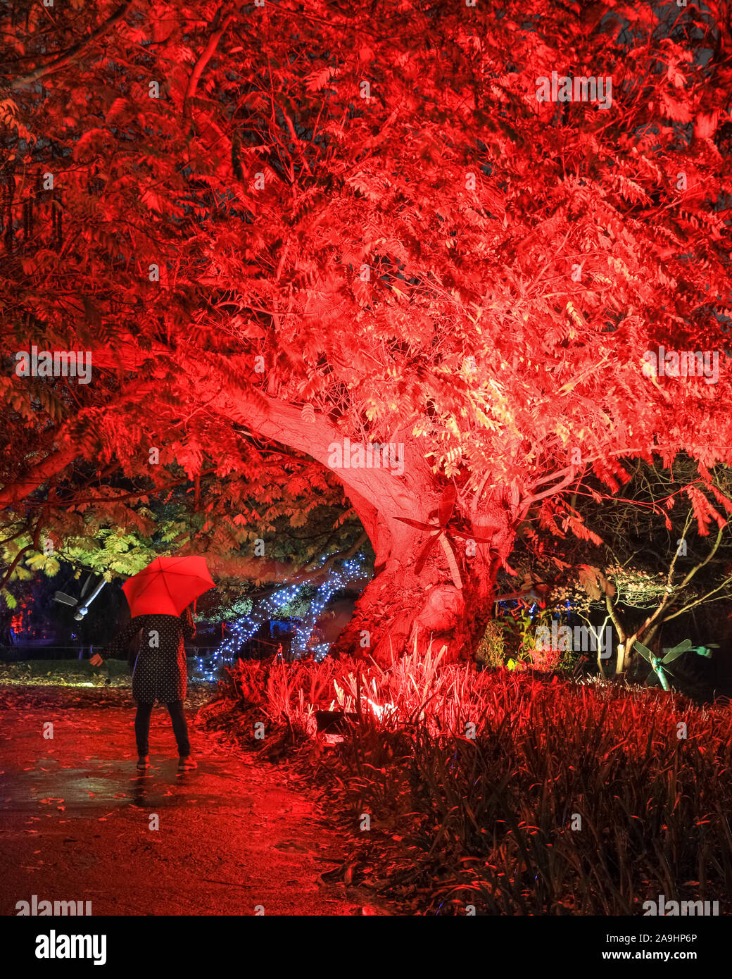 Syon Park, London, Großbritannien, 15. November 2019. Illuminationen Der verzauberte Wald" im Syon Park und rund um den historischen Syon House wieder öffnet für die Öffentlichkeit mit einer Spur der schön beleuchteten Szenen rund um den Park und das historische Syone Haus mit seinen großen Wintergarten und Lasershow im Inneren. Verzauberte Wälder wird geöffnet, freitags, sonntags 15. Nov, 1. Dez, 2019. Credit: Imageplotter/Alamy leben Nachrichten Stockfoto