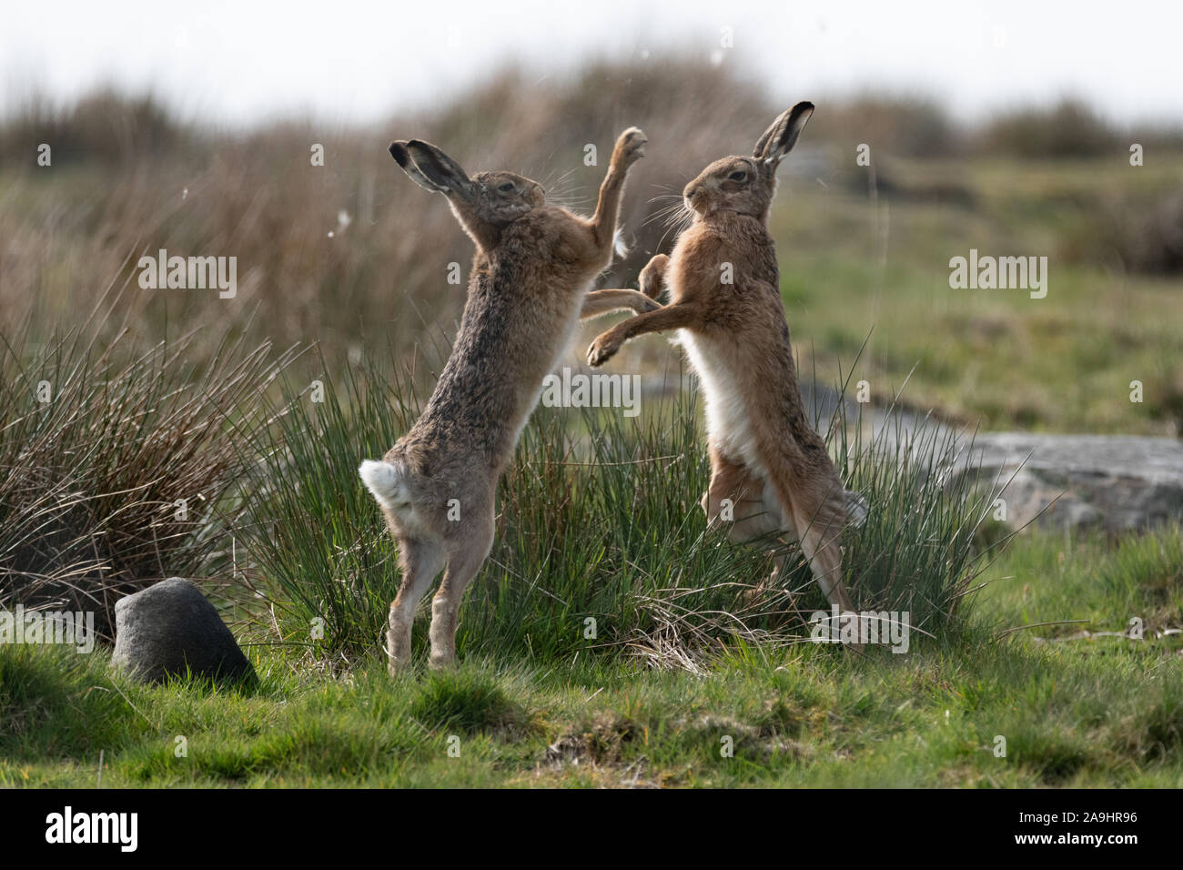 Mad März Hasen, Europäischen braunen Hasen (Lepus europaeus Boxen mit einem moorlandschaften Hintergrund Stockfoto