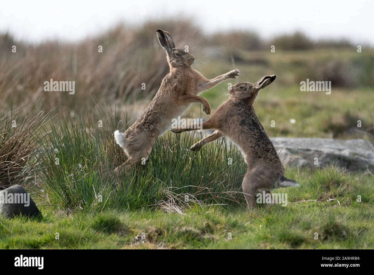 Mad März Hasen, Europäischen braunen Hasen (Lepus europaeus Boxen mit einem moorlandschaften Hintergrund Stockfoto