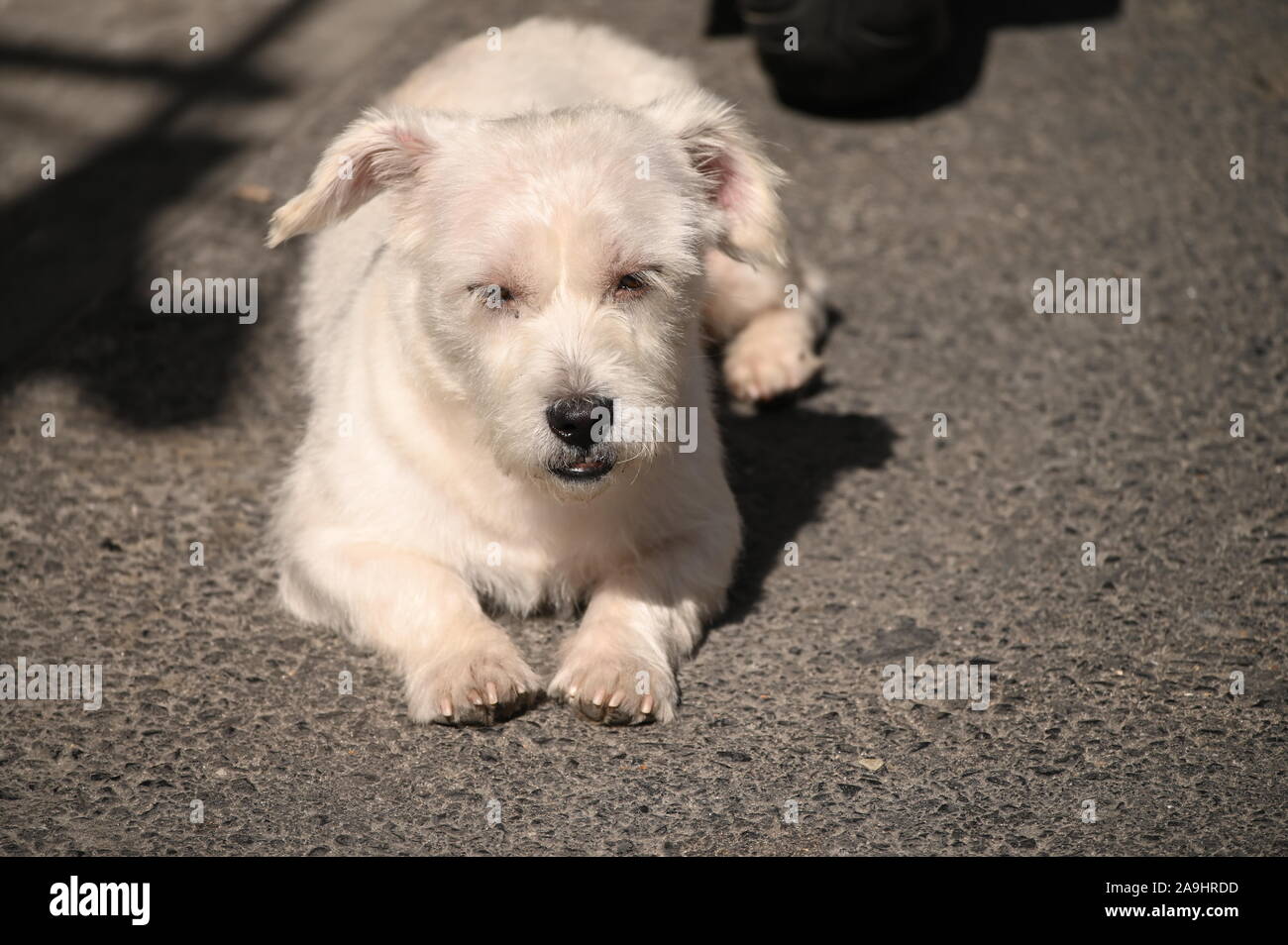 Kleine weiße Straße Hund Leben auf den Straßen von Shanghai. Stockfoto